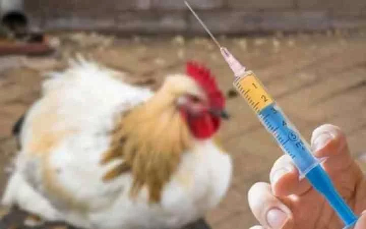 پایش بیماری آنفلوآنزای فوق حاد پرندگان در کاشان
