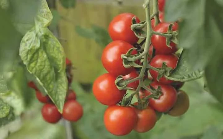 گوجه فرنگی رو دست کشاورزان مانده