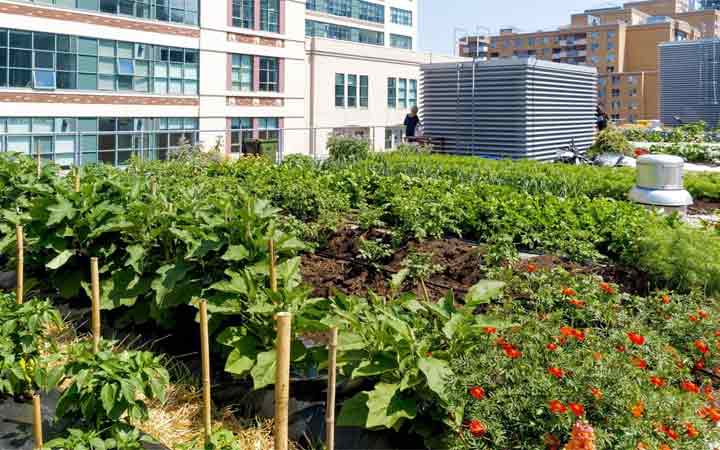 به‌وقت اصلاح مزرعه‌های شهری